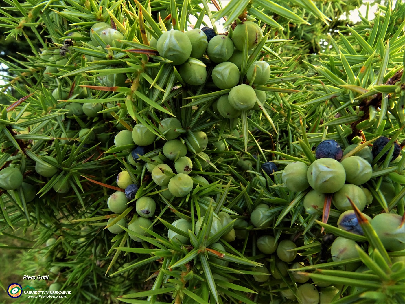 21 Piante di ginepro cariche di frutti al roccolo Cugini.JPG